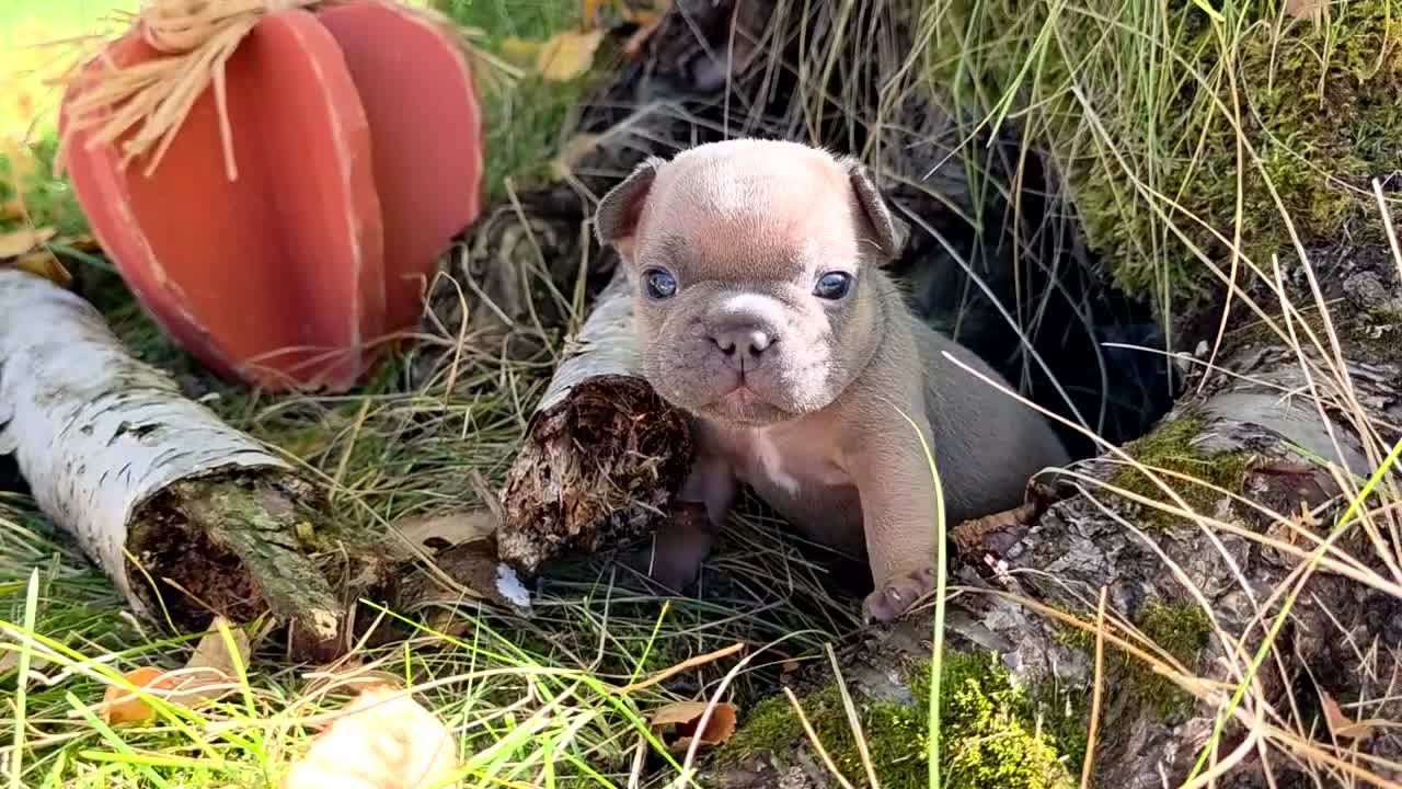 French Bulldog dogs for sale: Walter  - Video 2