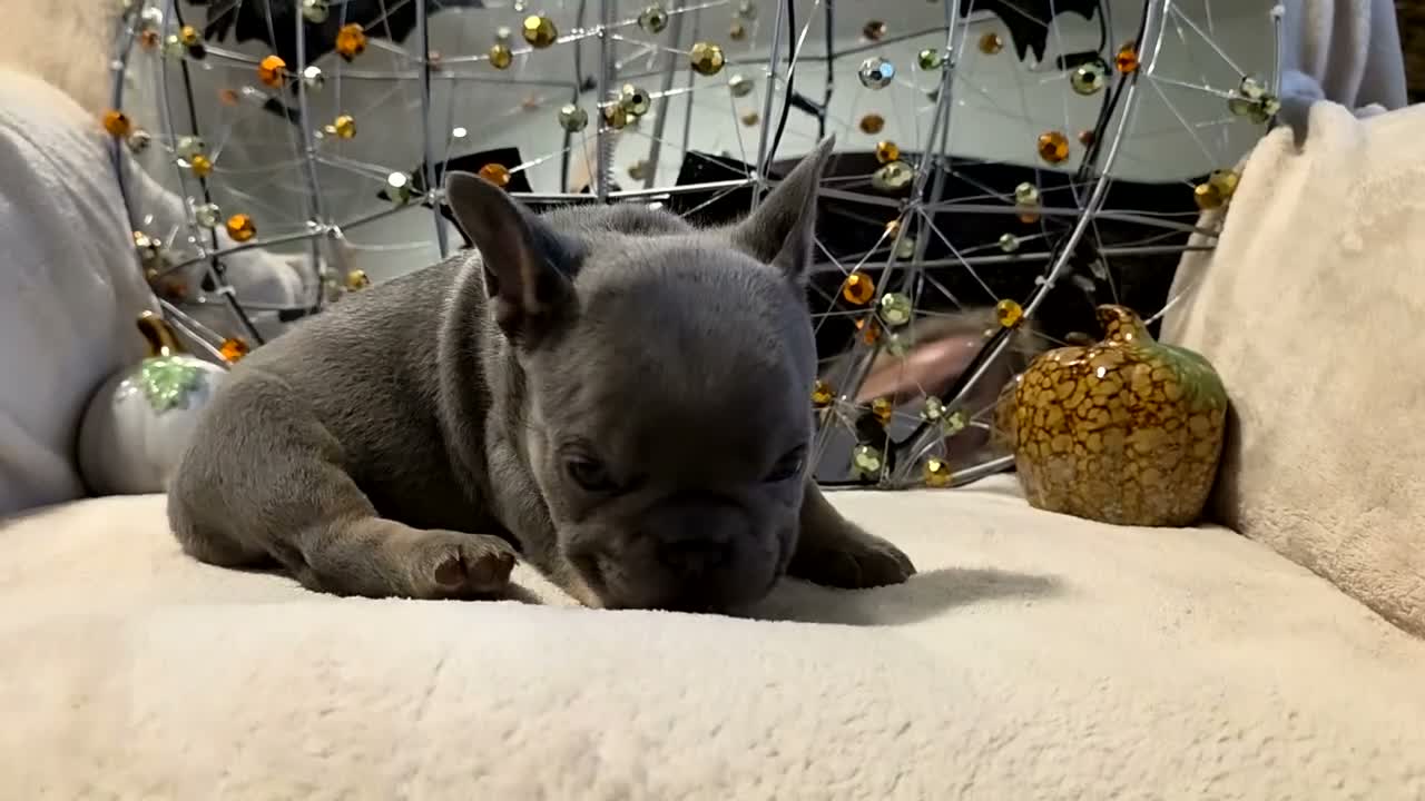 French Bulldog dogs for sale: Hazel  - Video 1