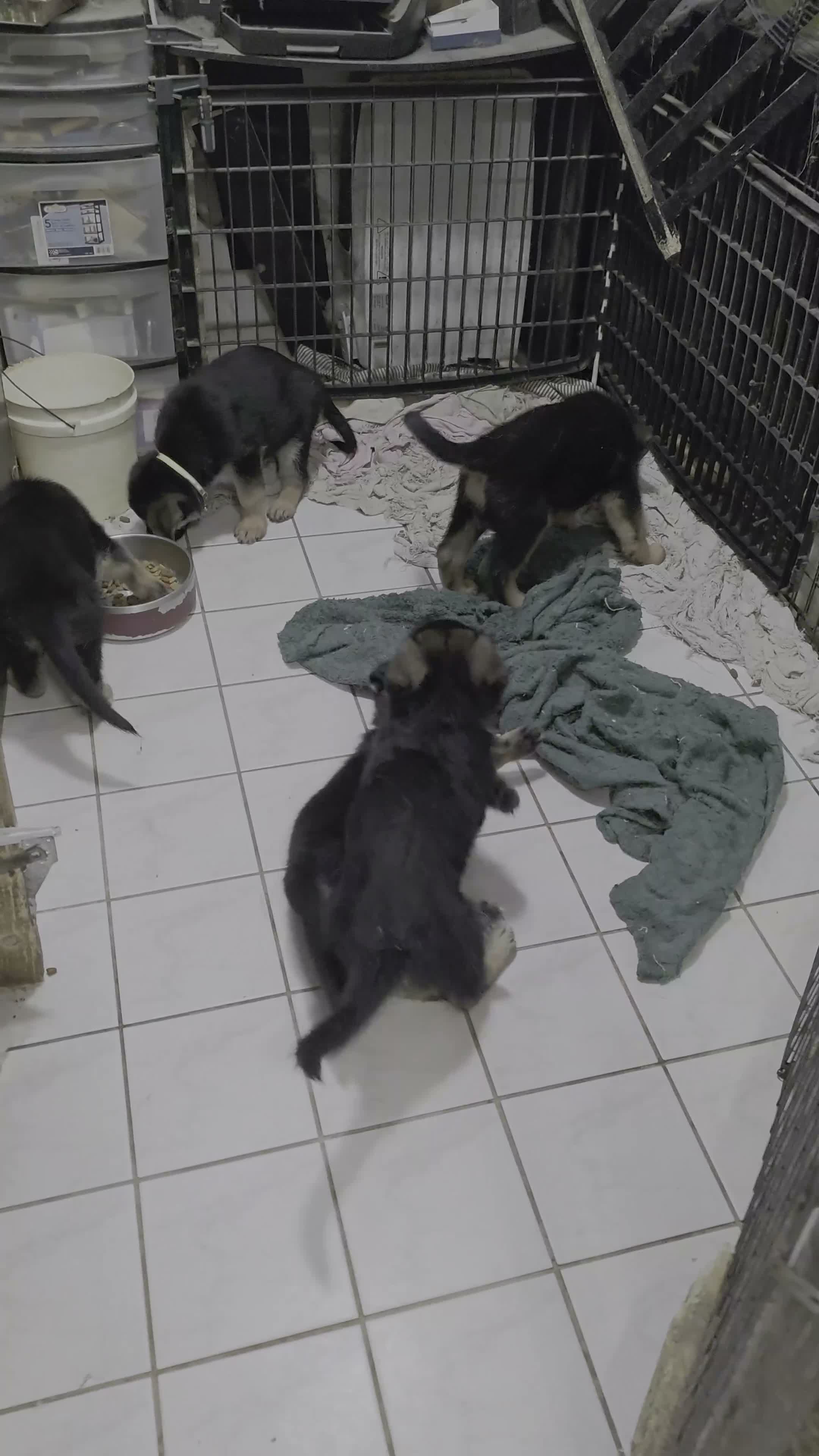 German Shepherd dogs for sale: Diesel 🐾 - Video 2