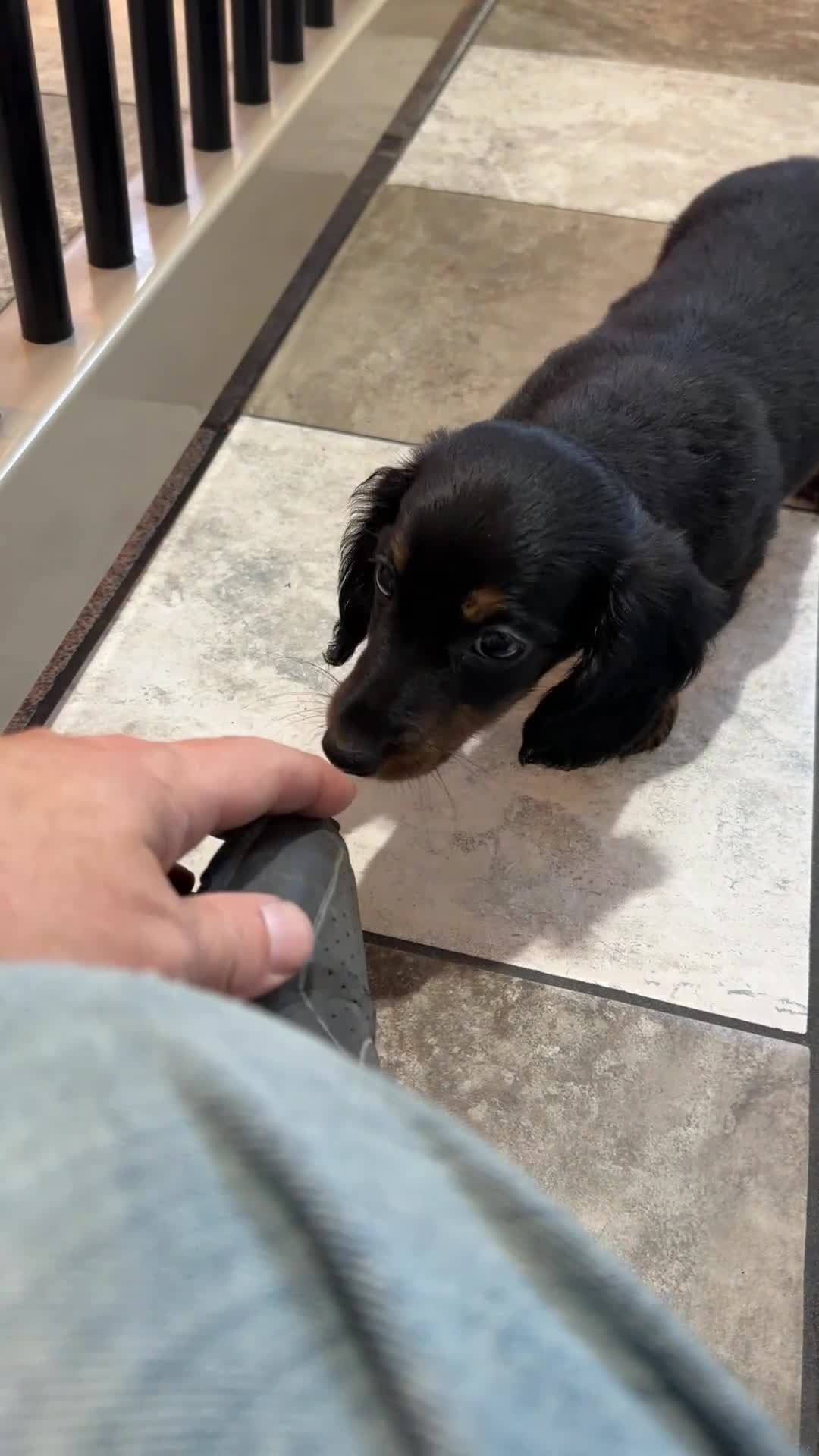 Dachshund dogs for sale: Kara - Video 1
