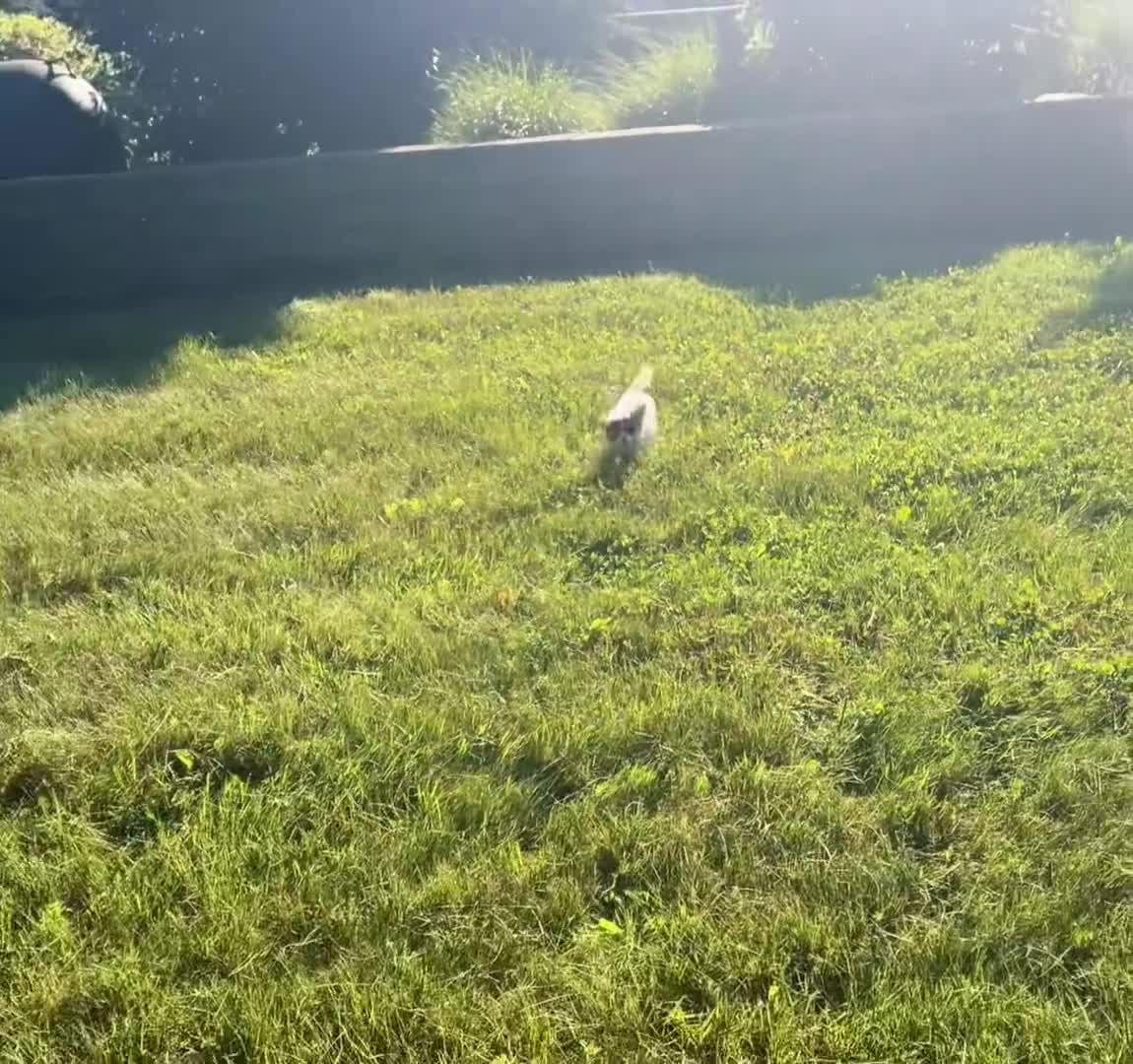 Chihuahua dogs for sale: Sunflower - Video 1