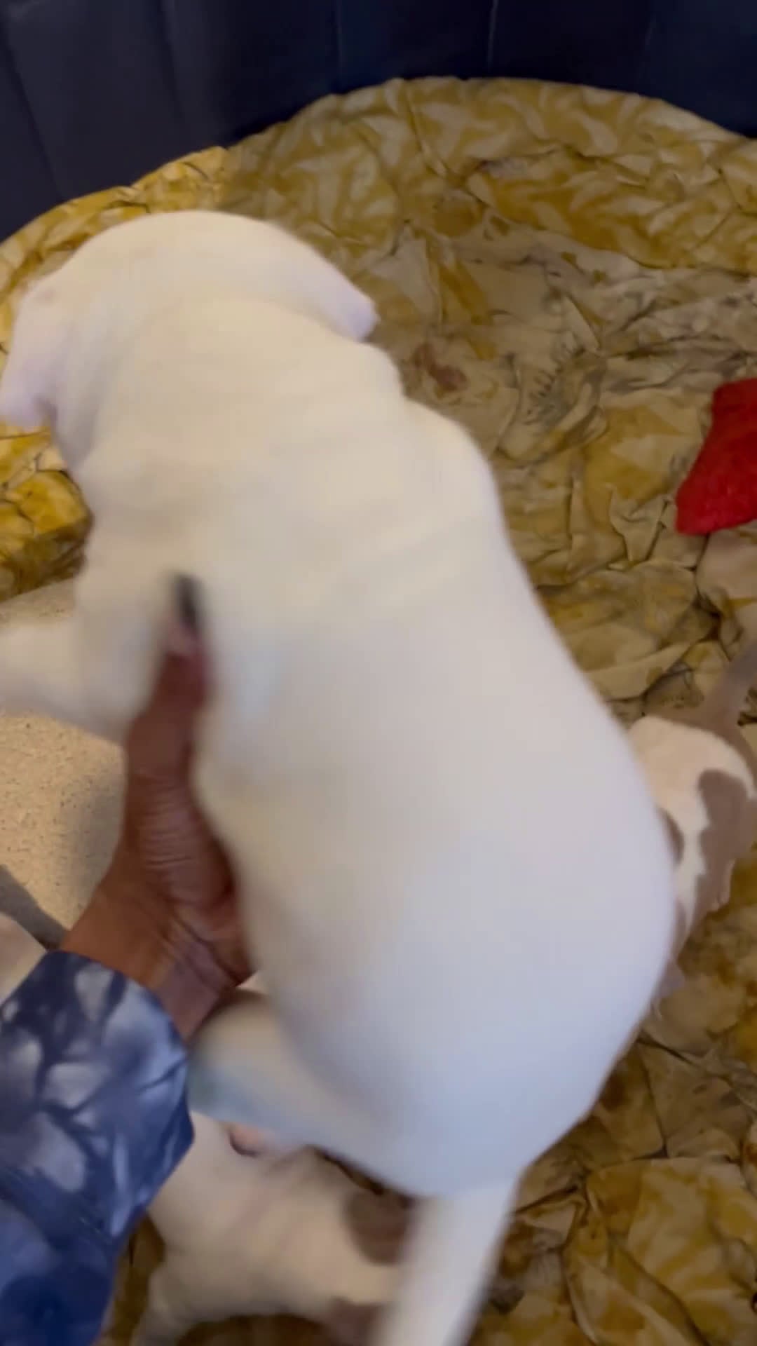 American Bully dogs for sale: American Bully Puppy 7 - Video 3