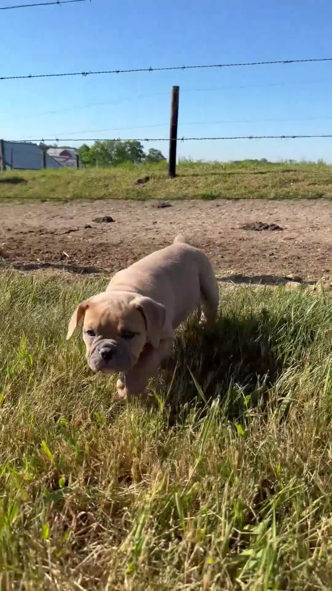 Olde English Bulldogge dogs for sale: Luna - Video 1