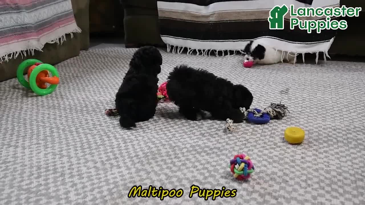 Maltipoo dogs for sale: Scout - Video 1