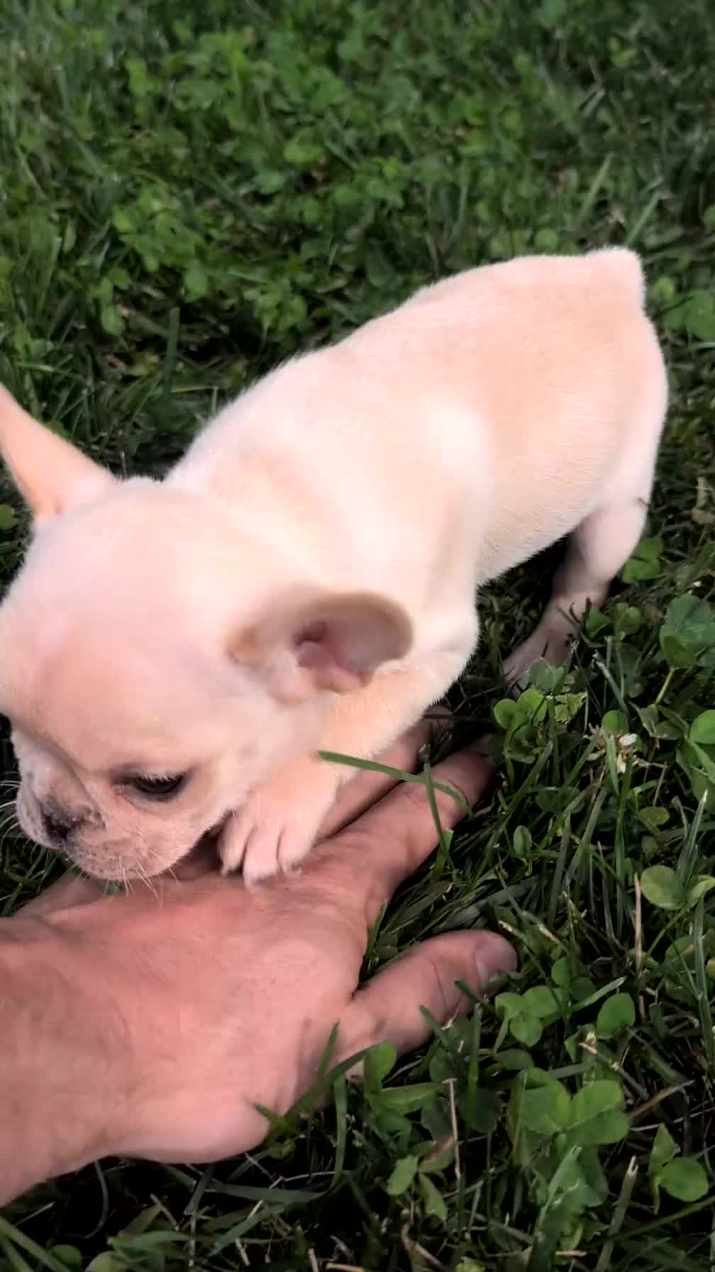 French Bulldog dogs for sale: Xavier - Video 1