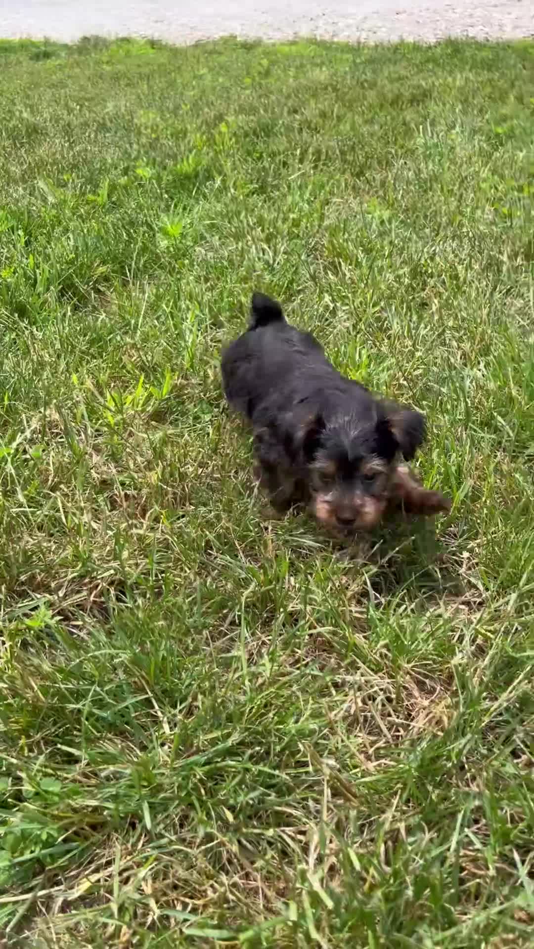 Yorkshire Terrier dogs for sale: Jordan - Video 1