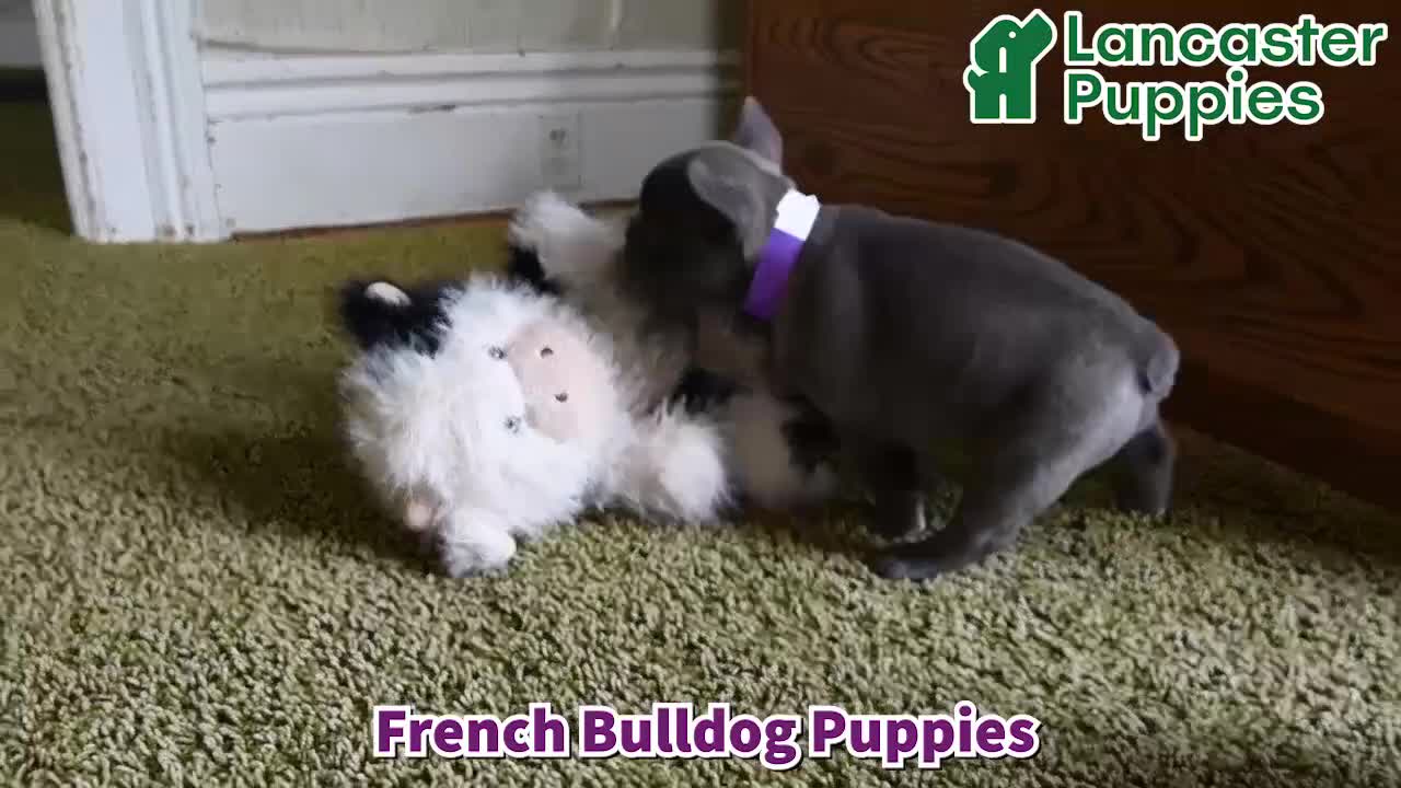 French Bulldog dogs for sale: Cinderella - Video 1