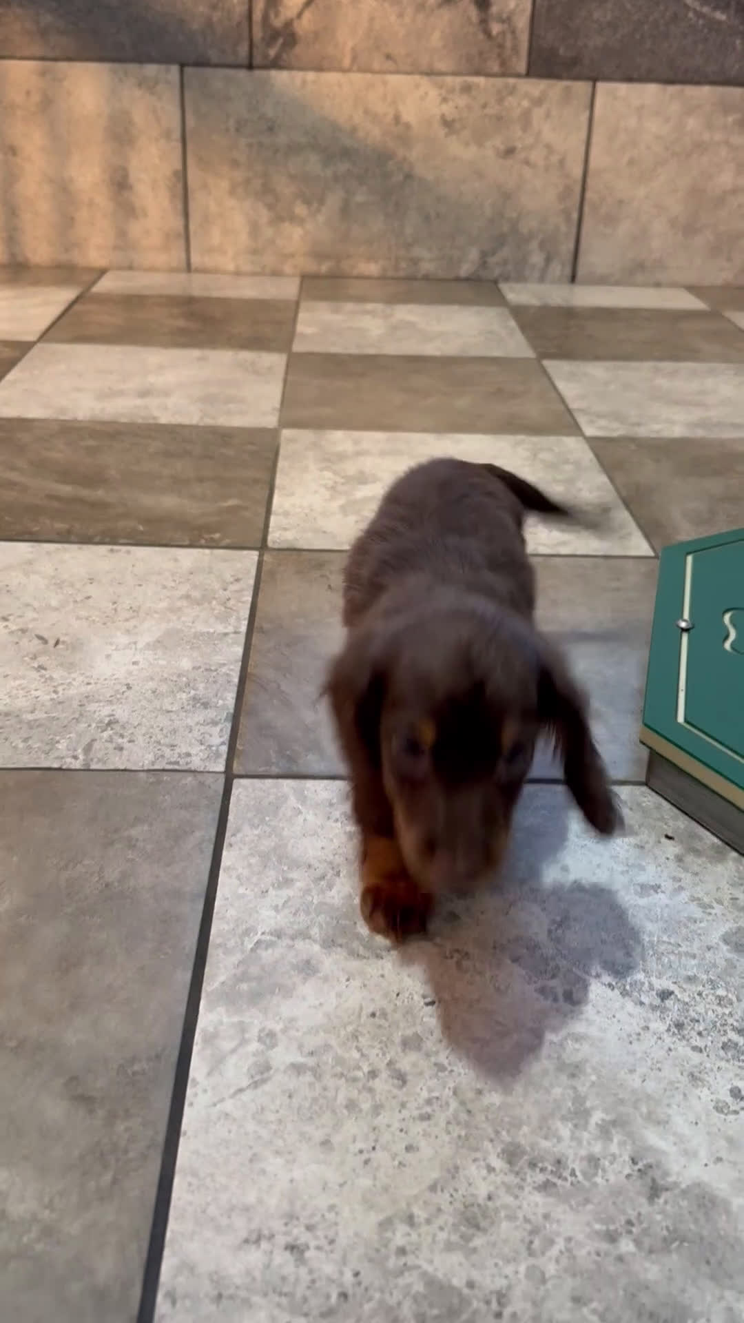 Miniature Dachshund dogs for sale: Brandon - Video 1