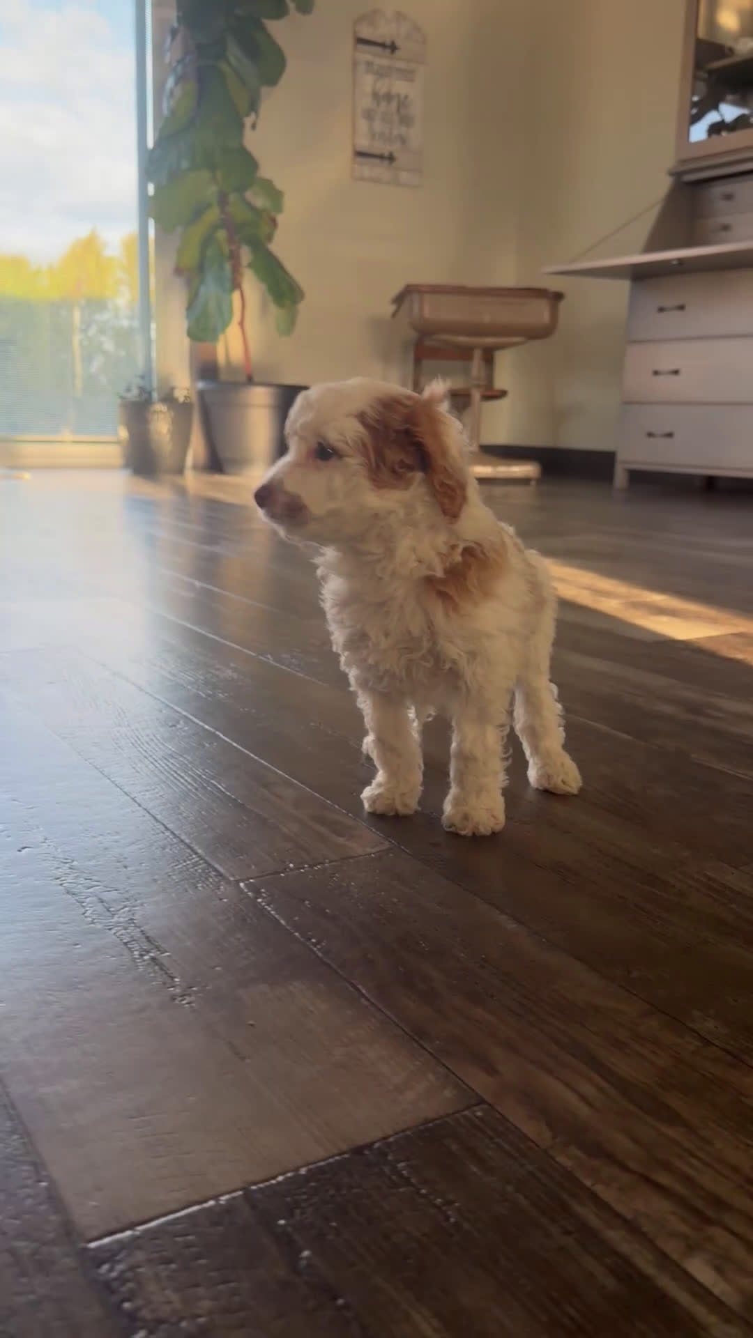 Cavapoo dogs for sale: Paige - Video 1