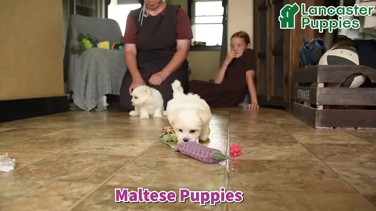 Maltese dogs for sale: Lenny - Video 1