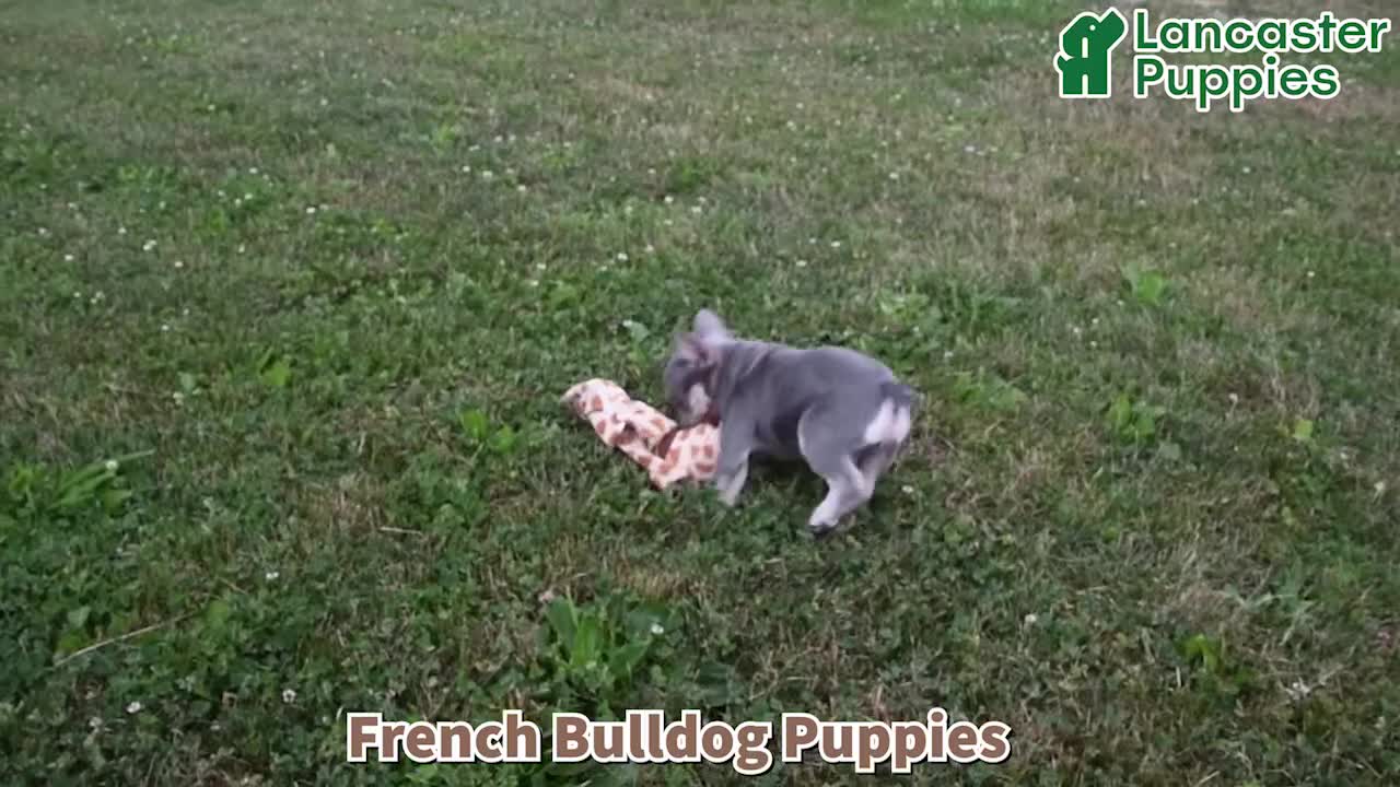 French Bulldog dogs for sale: Oliver - Video 1