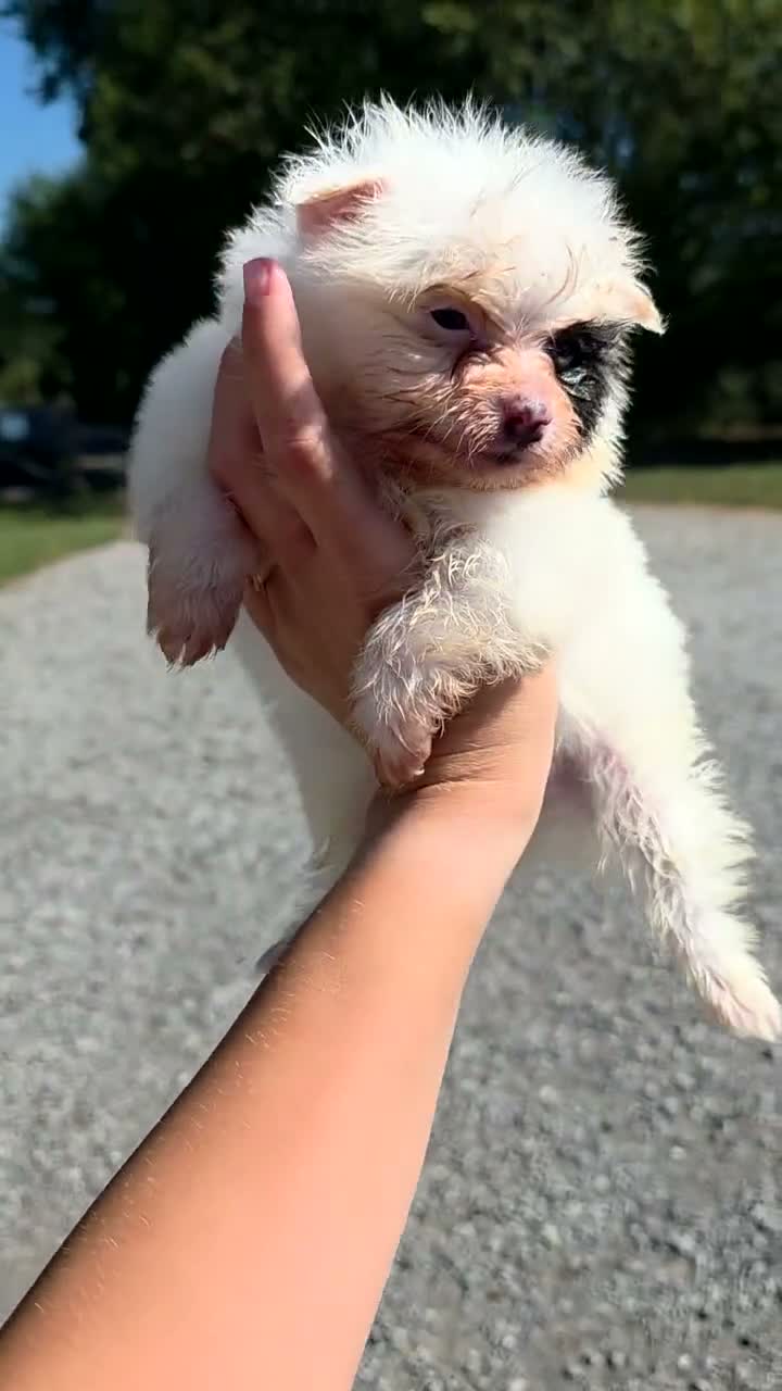 Pomeranian dogs for sale: Pomeranian 2 - Video 1
