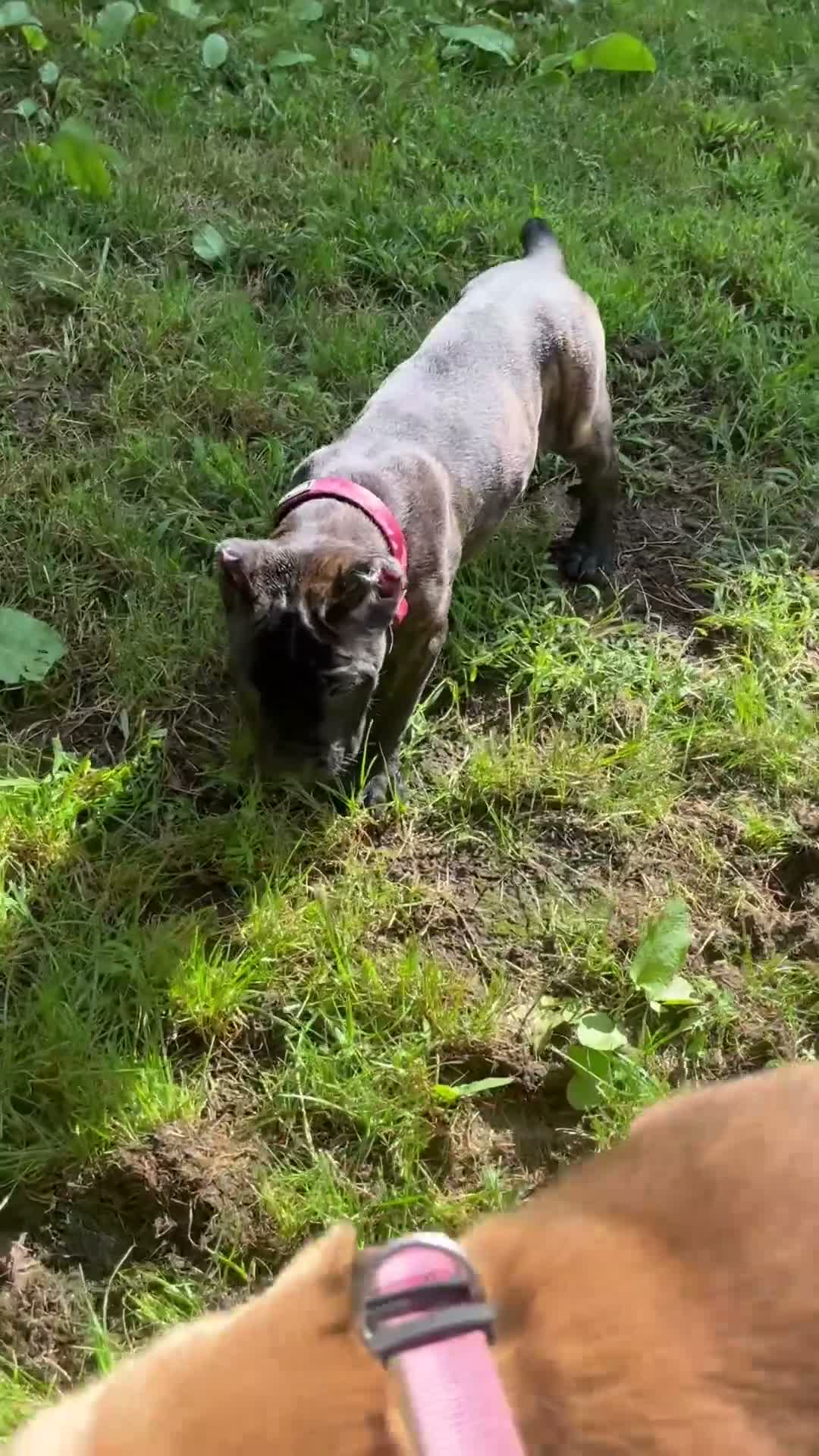 Cane Corso dogs for sale: Cane Corso 2 - Video 1