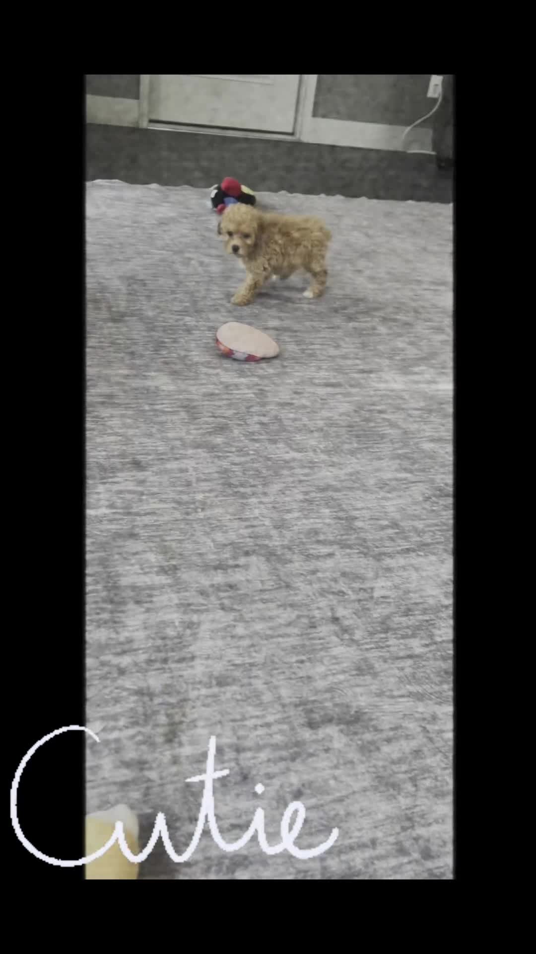 Standard Poodle dogs for sale: Leo - Video 1