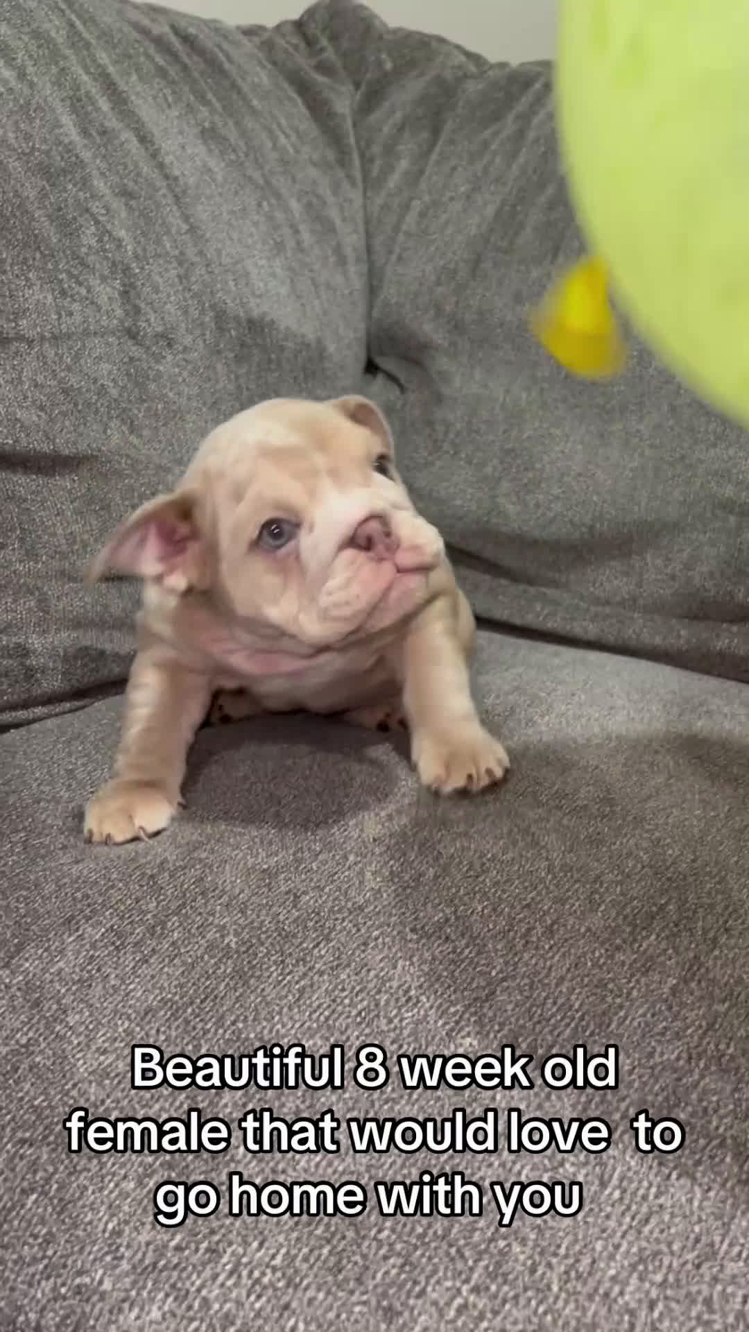 English Bulldog dogs for sale: Sunshine  - Video 3