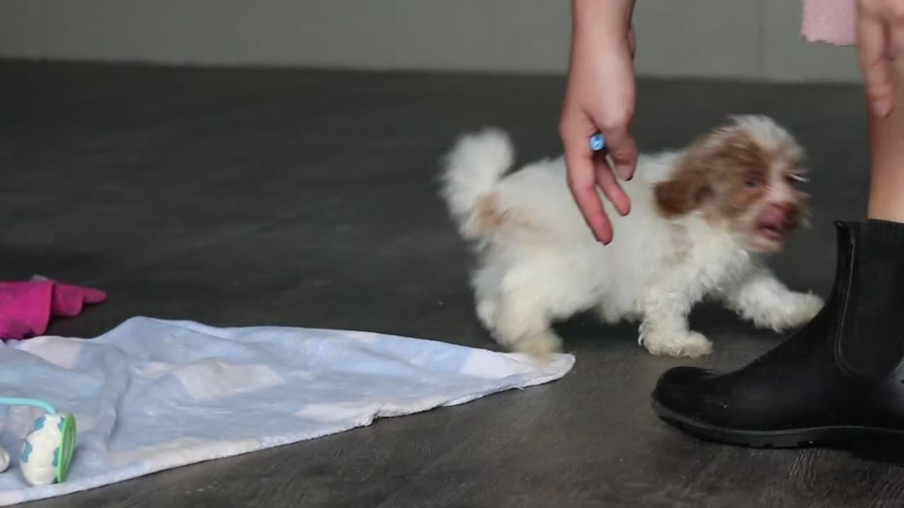 Mixed Breed dogs for sale: Sampson - Video 2