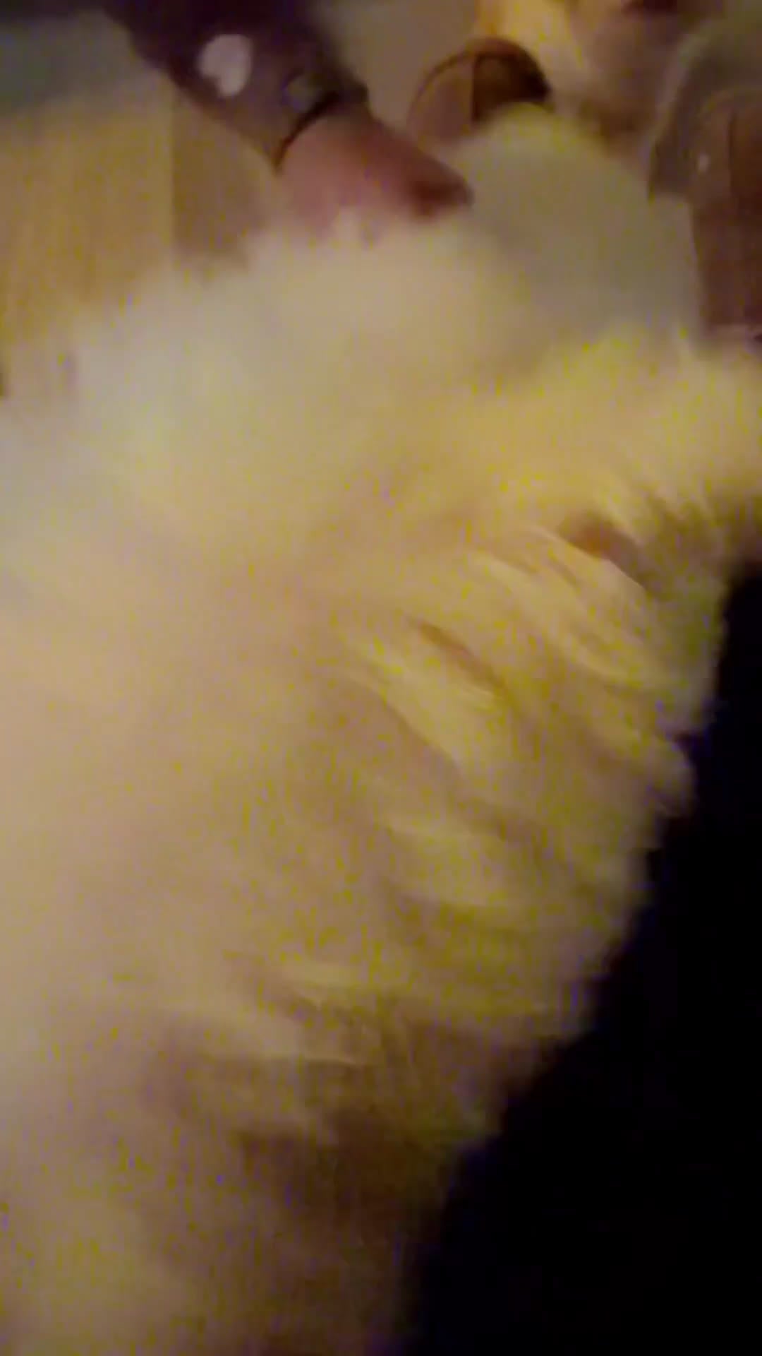 Maltipoo dogs for sale: Maltipoo Puppy 1 - Video 1