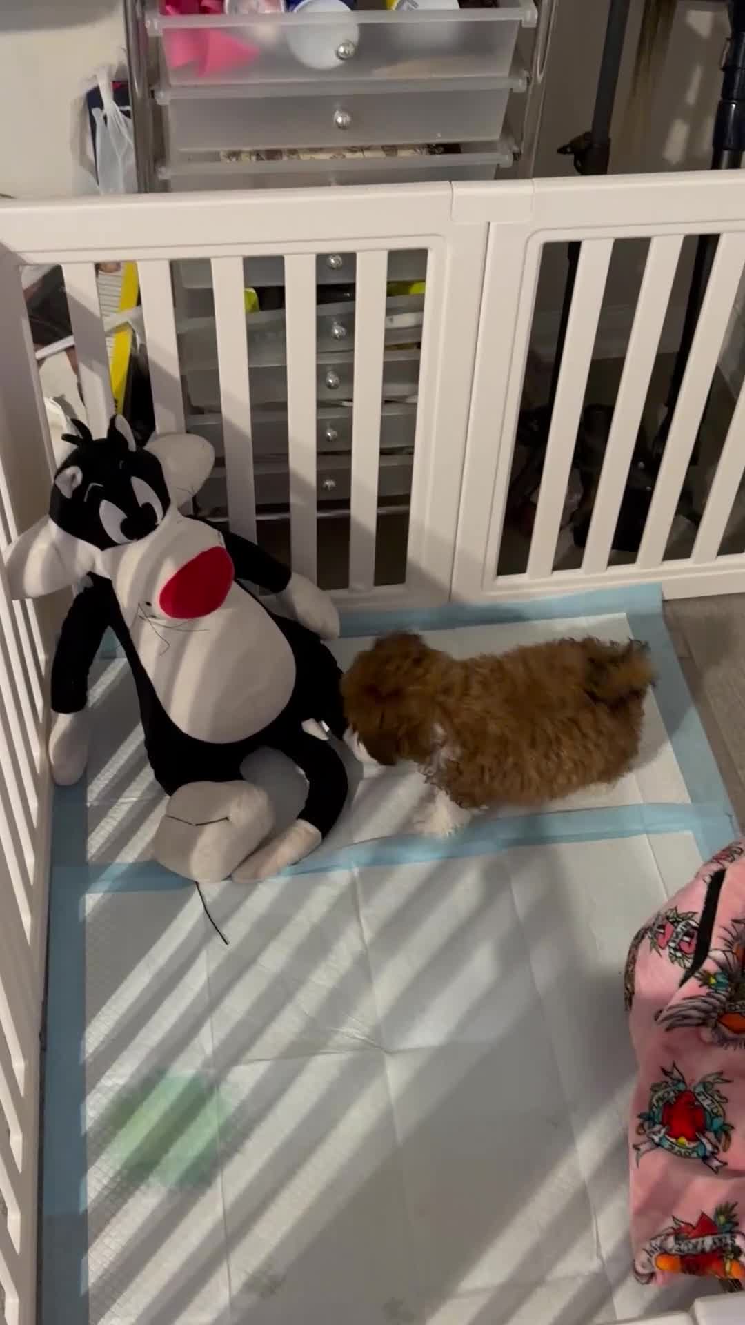 Shihpoo dogs for sale: Shihpoo 1 - Video 1