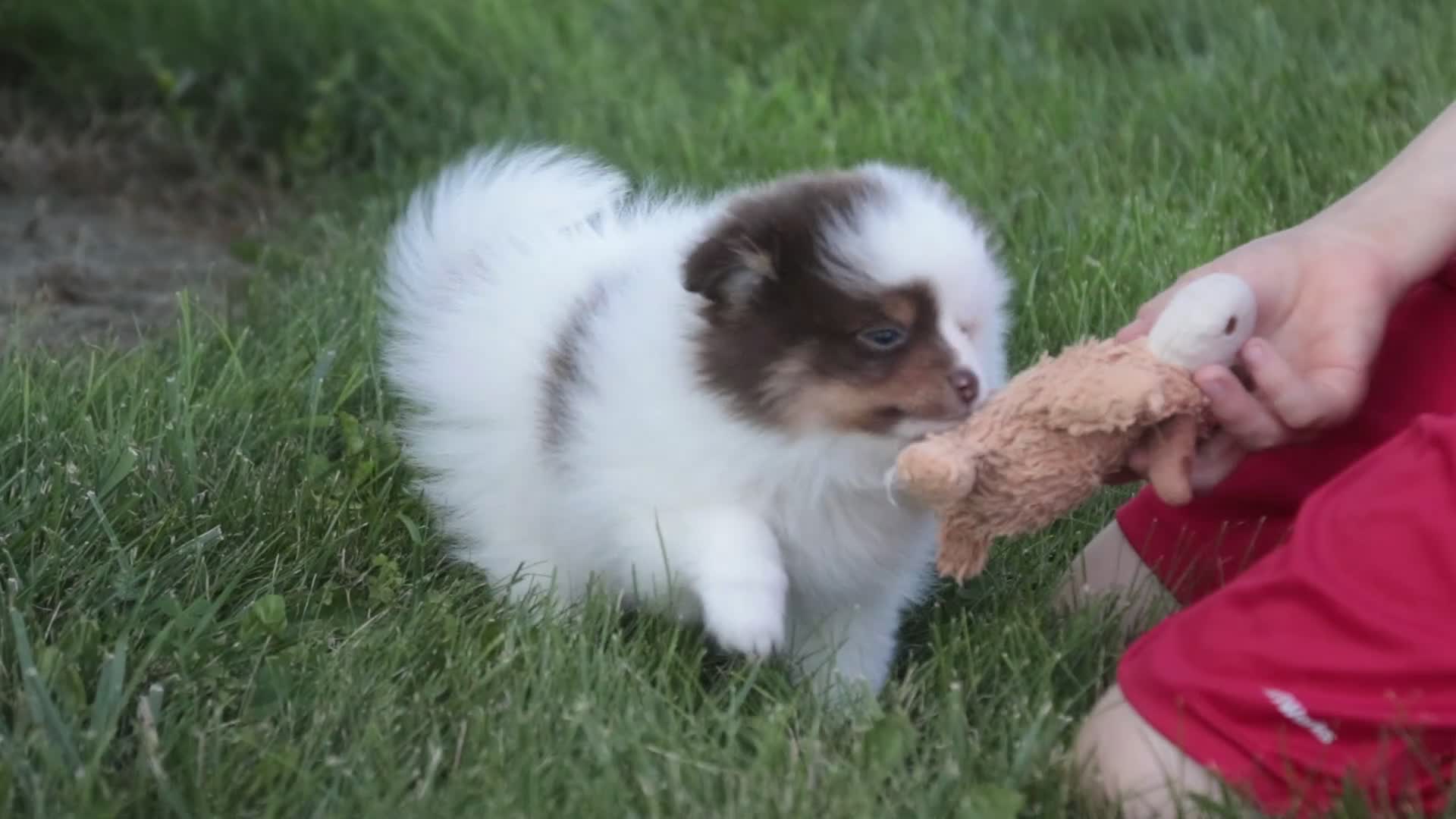 Pomeranian dogs for sale: Kibbles Pomeranian  - Video 2