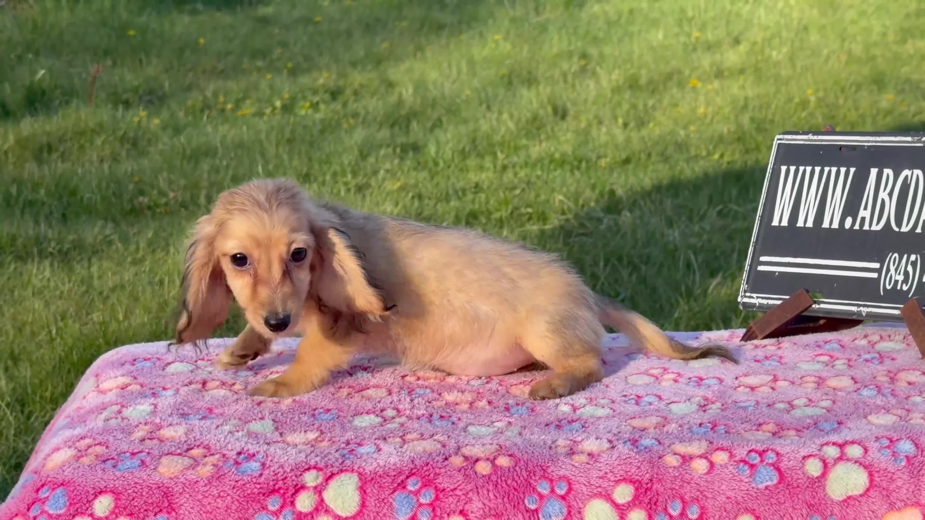 Miniature Dachshund dogs for sale: Cream - Video 1