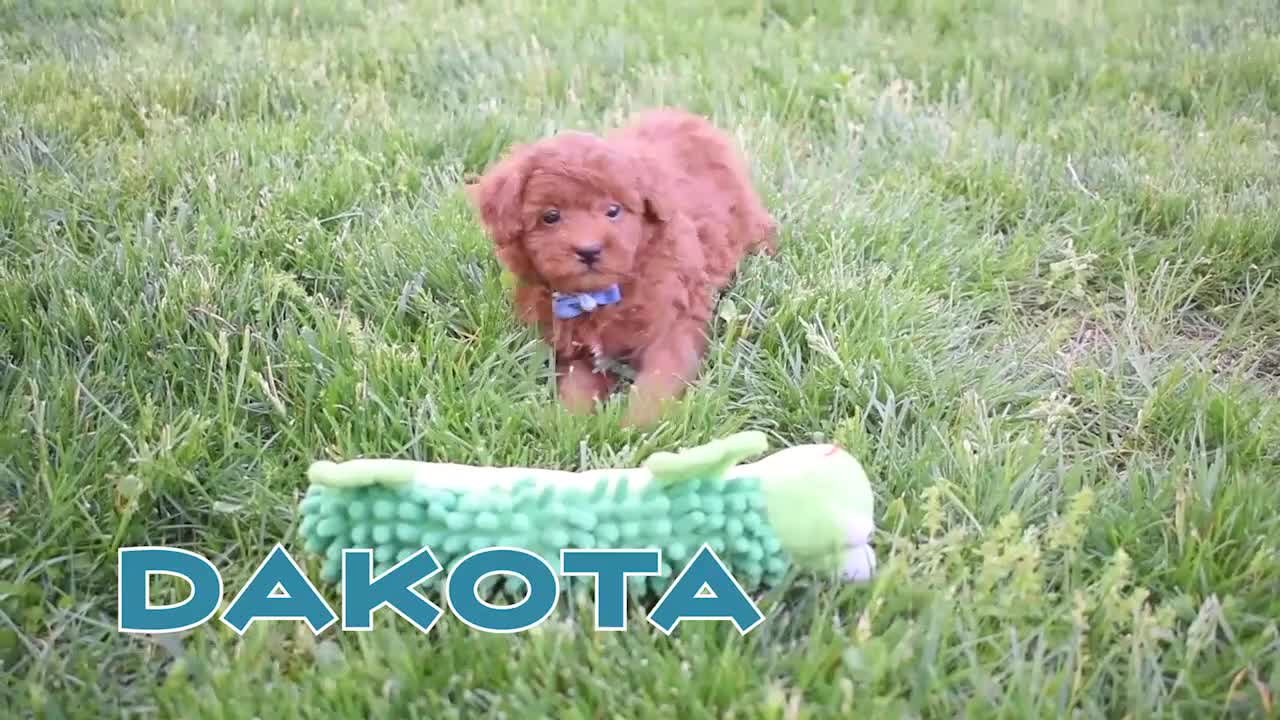 Miniature Poodle dogs for sale: Dakota 💕🐶 - Video 1