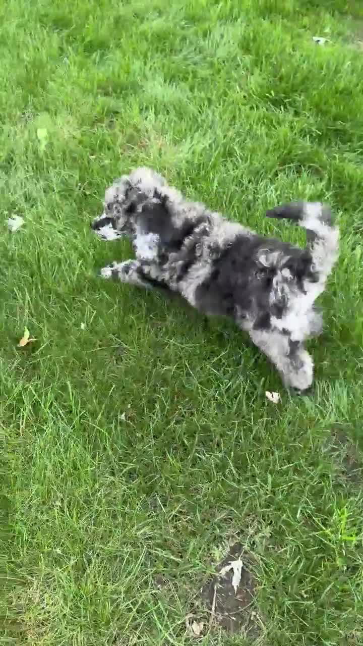 Standard Poodle dogs for sale: Zeek  - Video 1