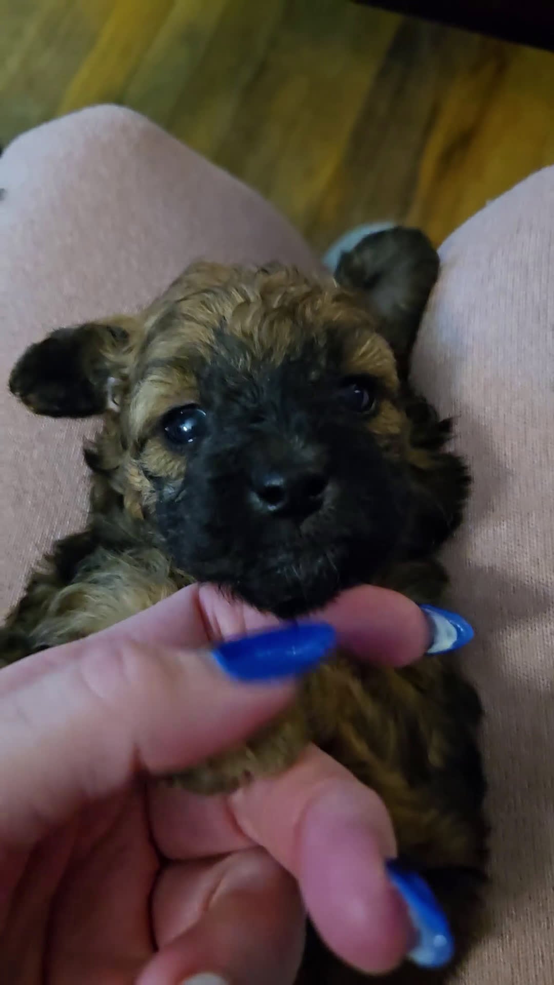 Miniature Poodle dogs for sale: Donner - Video 1