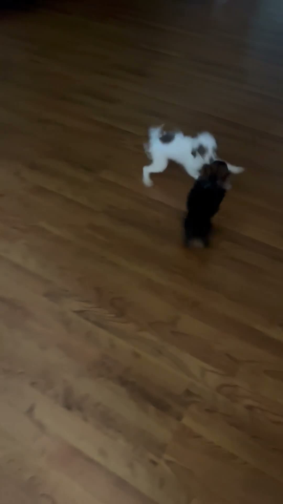 Toy Poodle dogs for sale: 3 lbs 10 ozs - Video 2