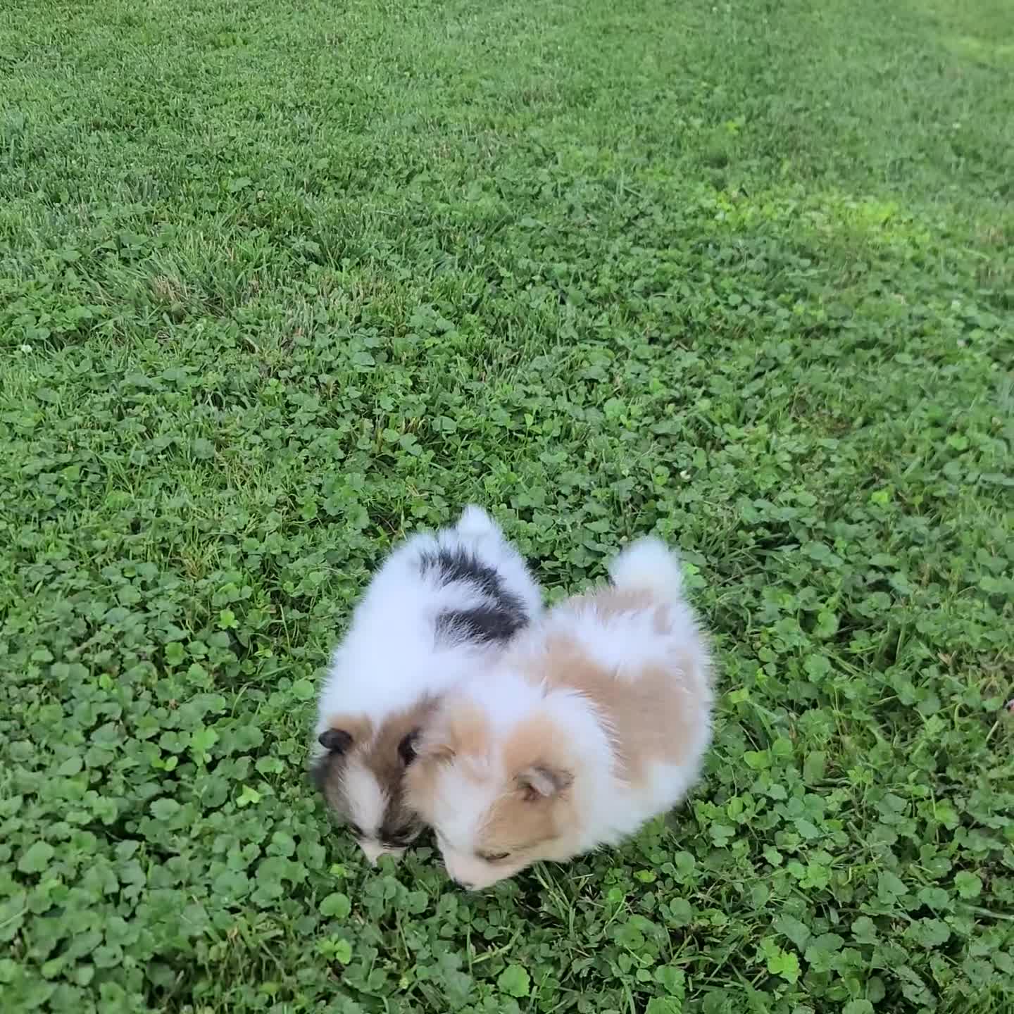 Pomeranian dogs for sale: Oscar - Video 1