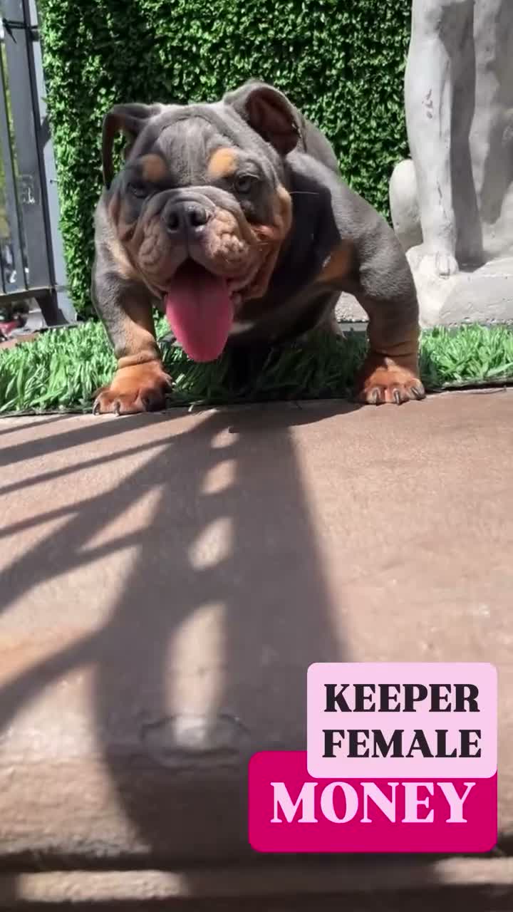 English Bulldog dogs for sale: English Bulldog 1 - Video 4