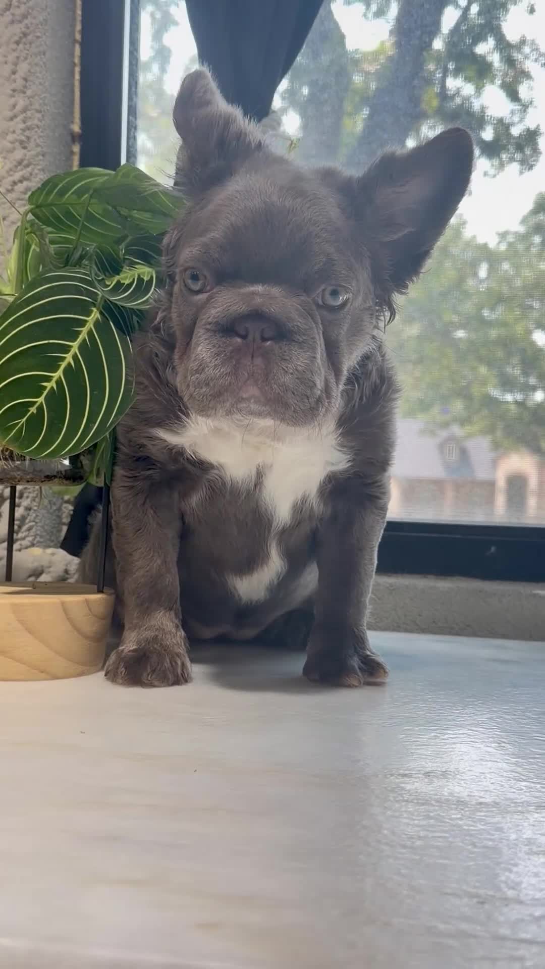 French Bulldog dogs for sale: Whitey - Video 1