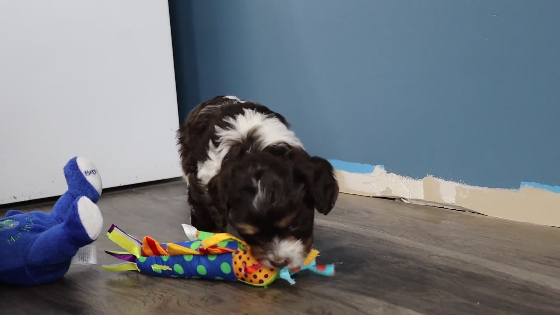 Cavapoo dogs for sale: Echo - Video 2
