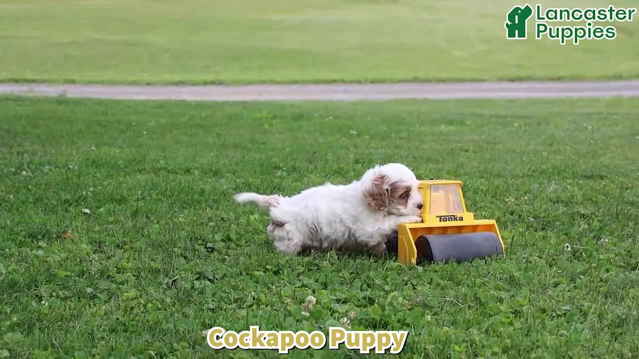 Cockapoo dogs for sale: Diamond - Video 1