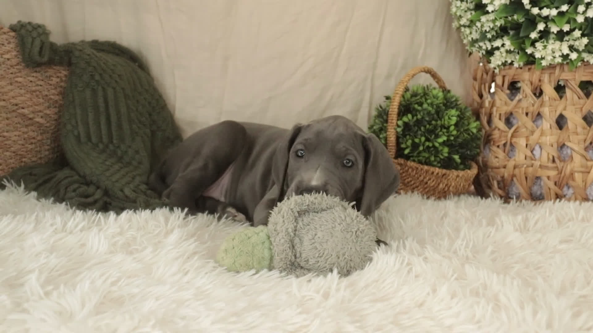 Great Dane dogs for sale: Clarabel - Video 1