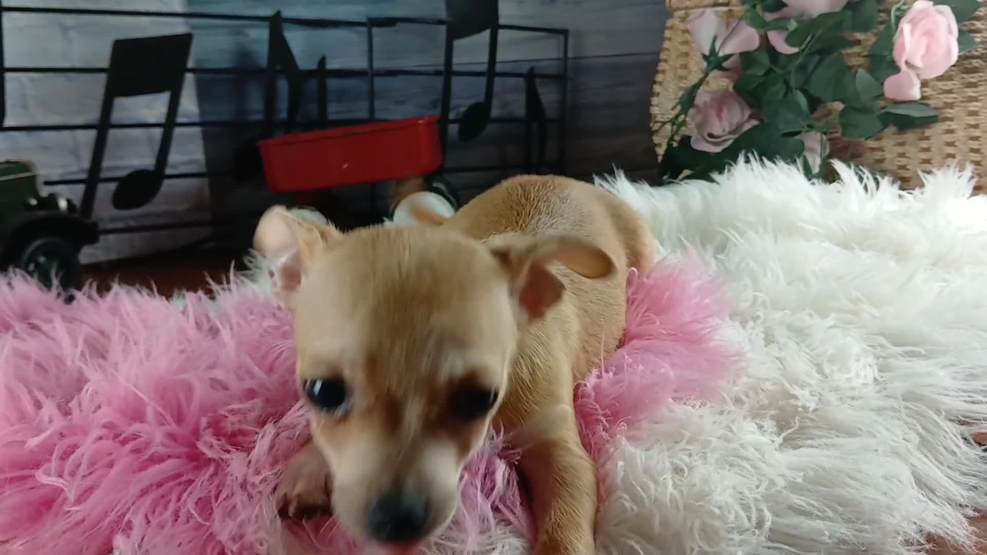 Chihuahua dogs for sale: Nationwide delivery. Popcorn boy white  - Video 1