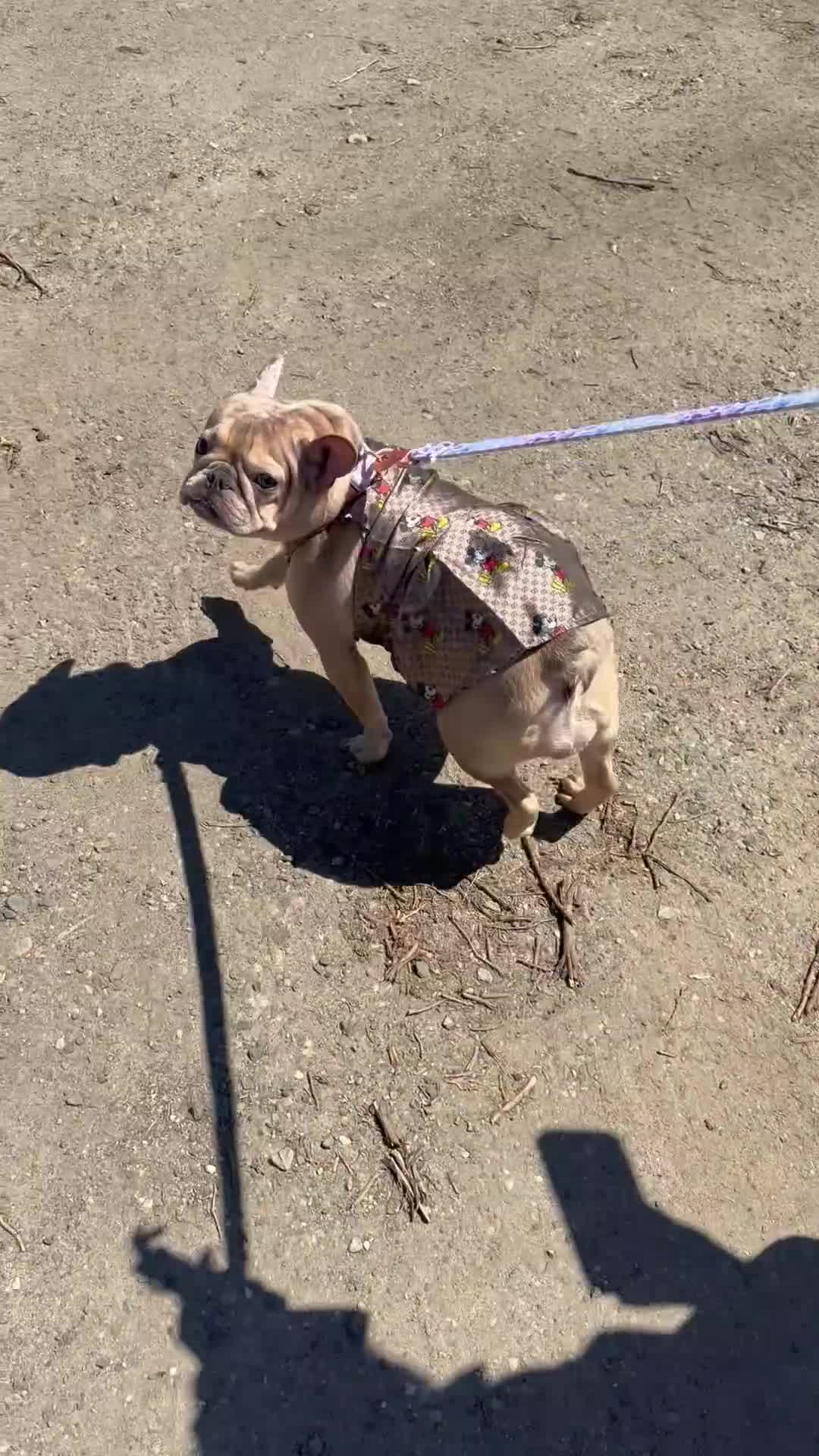 French Bulldog dogs for sale: French Bulldog Puppy 2 - Video 1