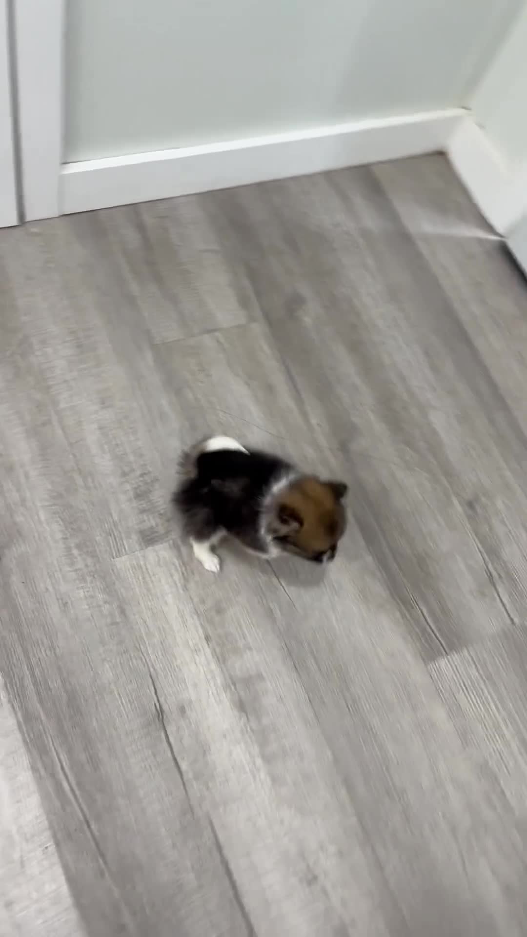 Pomeranian dogs for sale: Mason - Video 1