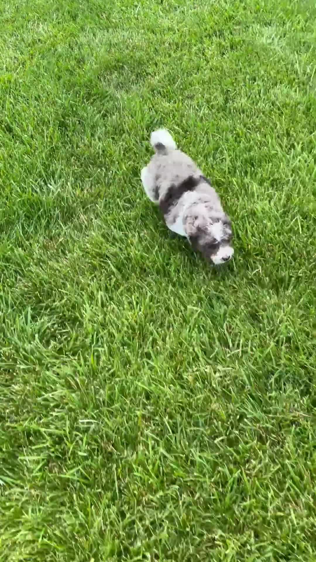 Cavapoo dogs for sale: Miles - Video 1
