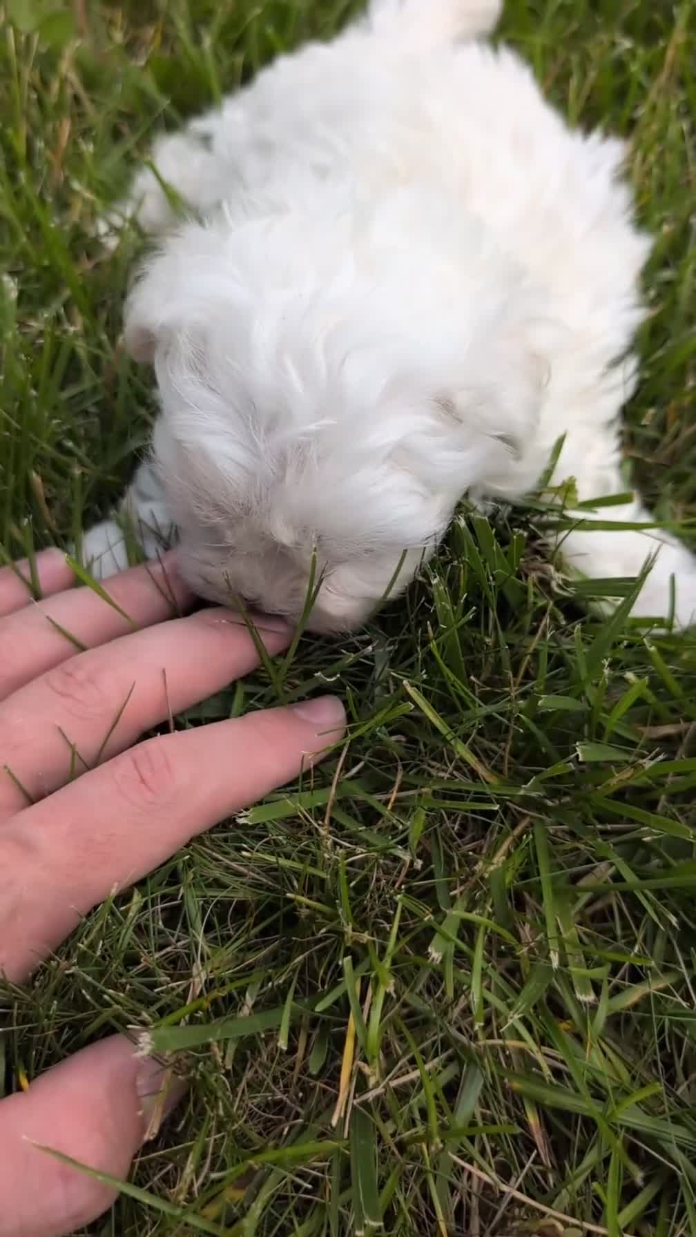 Maltese dogs for sale: Mason - Video 1