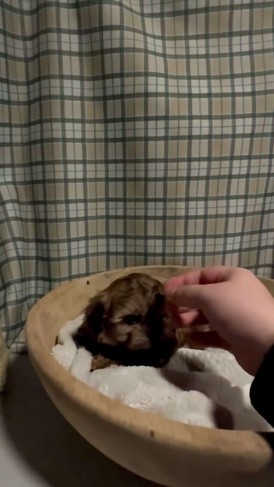 Teddy Bear dogs for sale: LANCE - Video 1