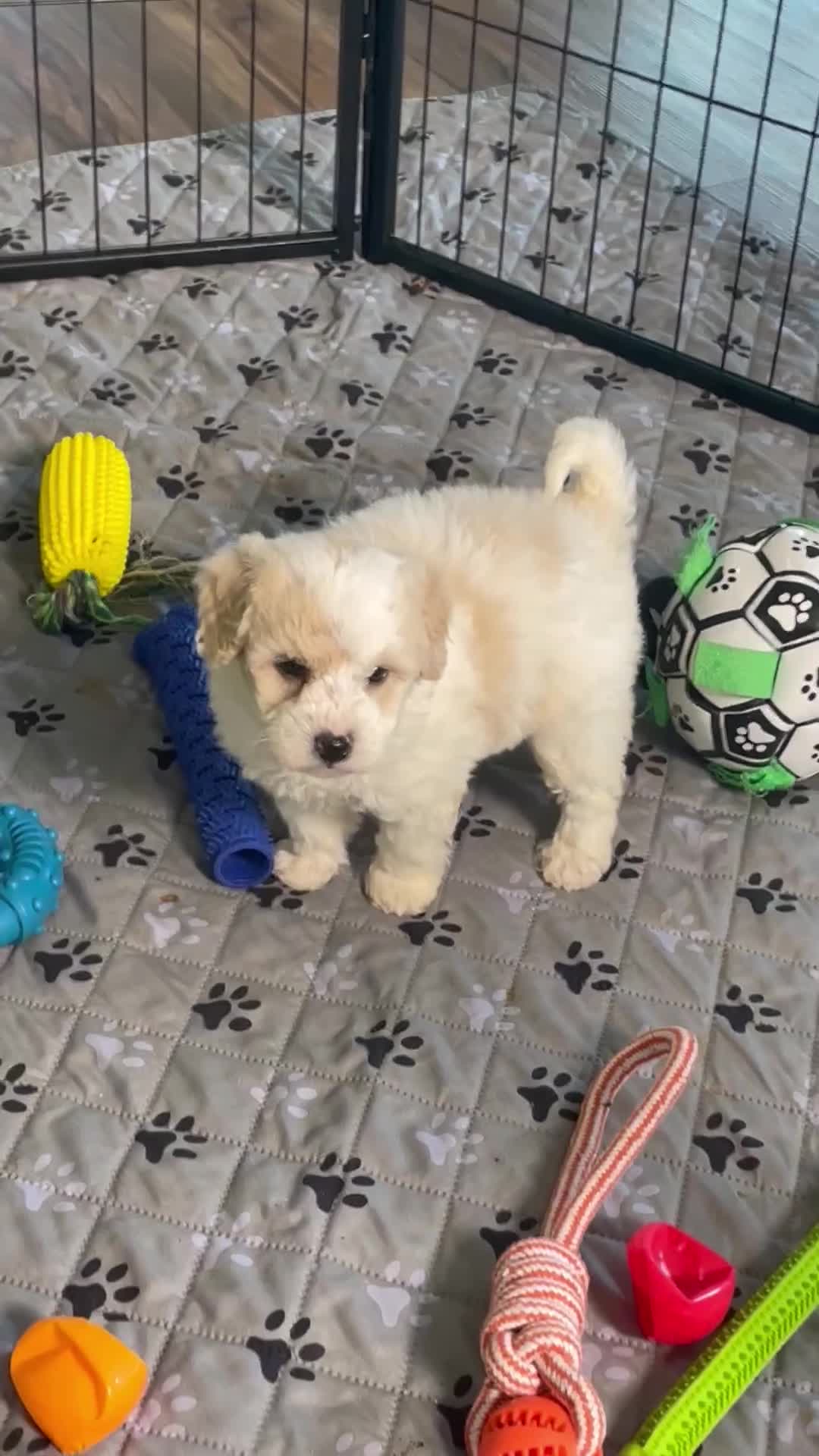 Mini Goldendoodle dogs for sale: Mr. Kaden - Video 2