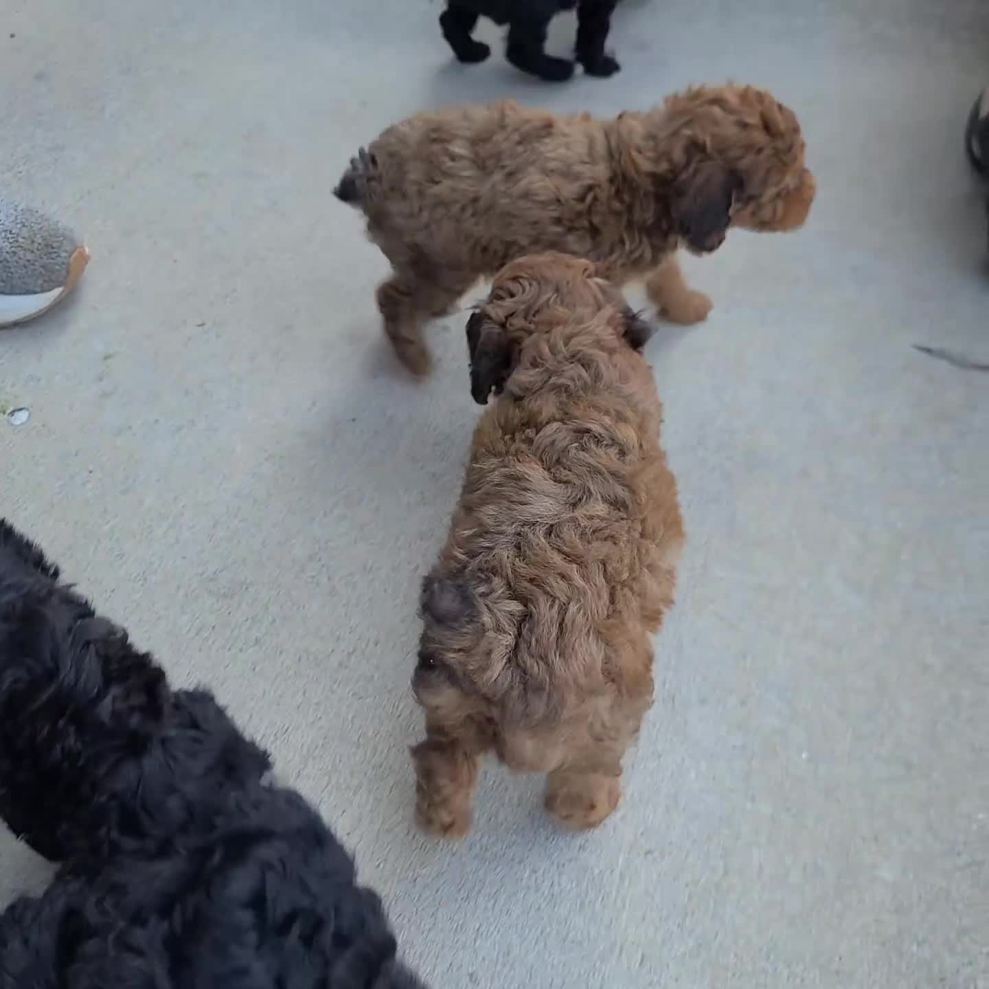 Toy Poodle dogs for sale: Parker - Video 1