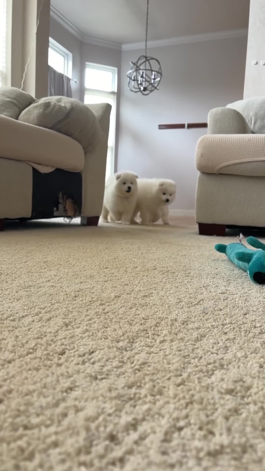 Samoyed dogs for sale: Samoyed Puppy 2 - Video 1