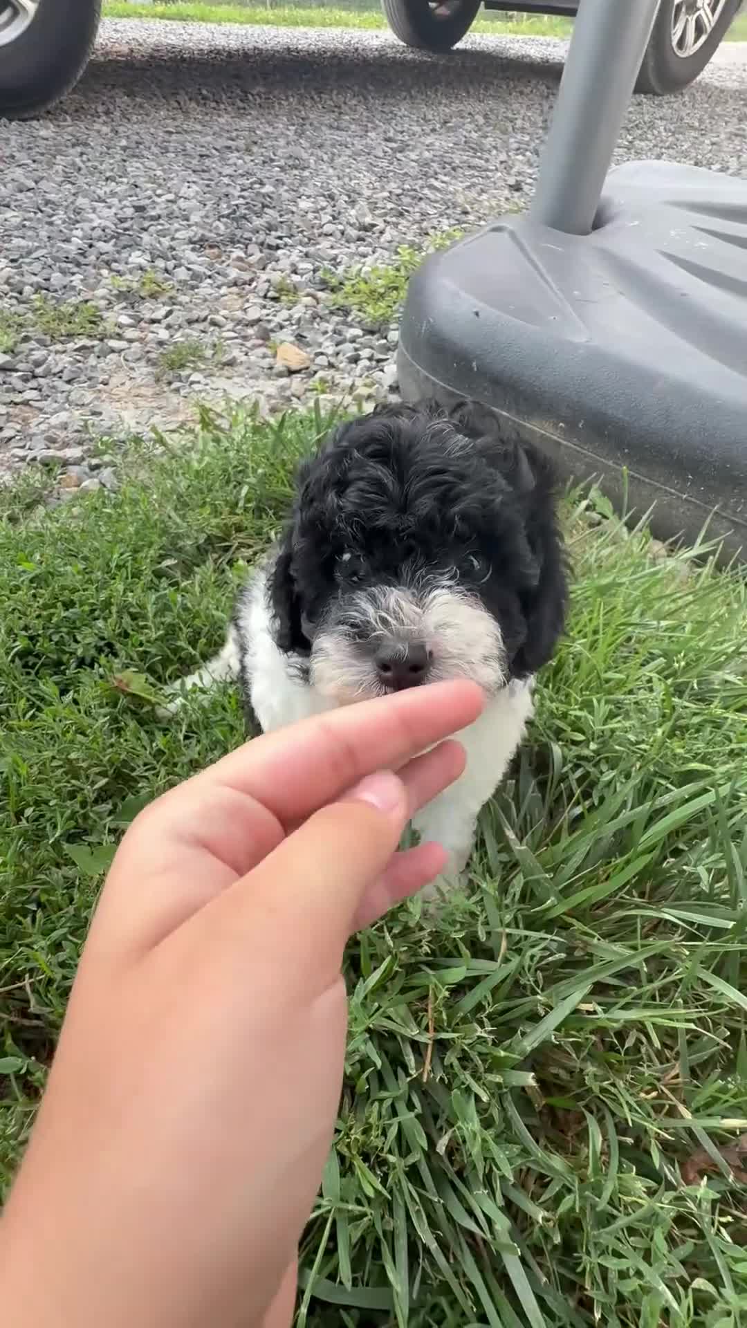 Cavapoo dogs for sale: Basil - Video 1