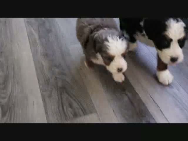 Mini Bernedoodle dogs for sale: Tommy - Video 1