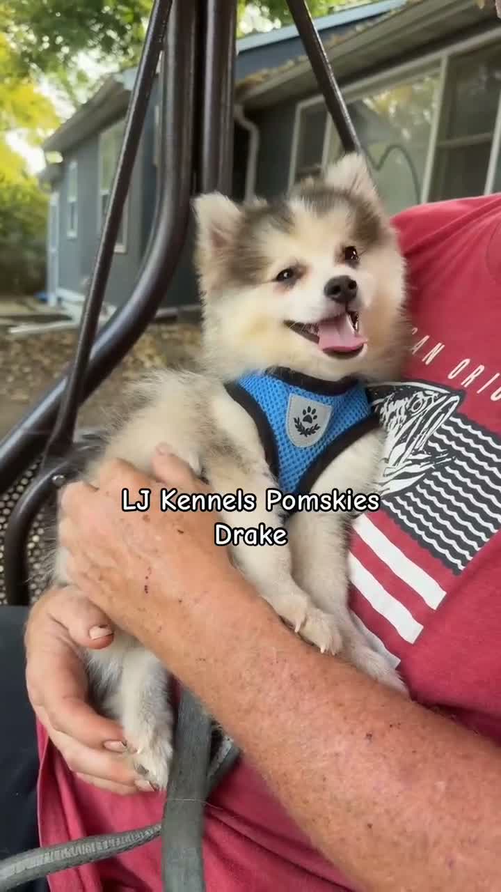 Pomsky dogs for sale: Drake - Video 1