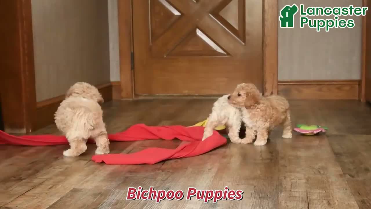 Bichpoo dogs for sale: Jordan - Video 1