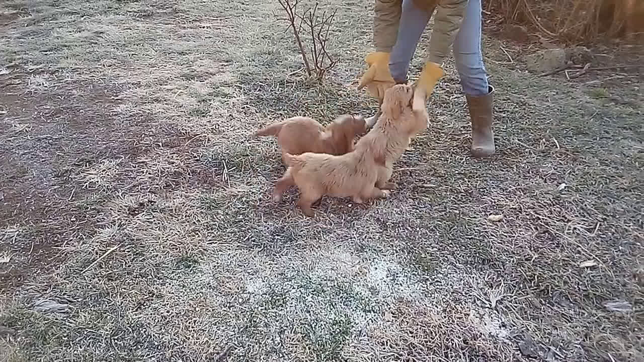 Mixed Breed dogs for sale: Blackie  - Video 4