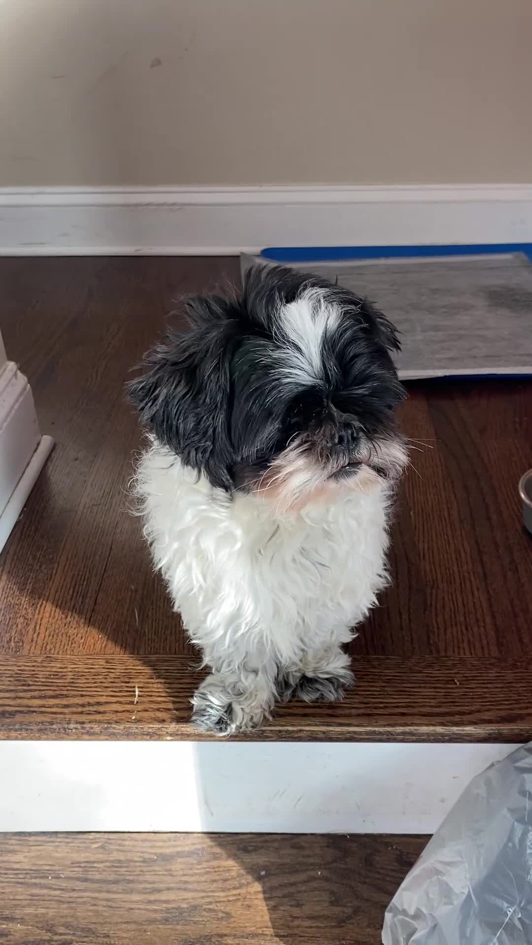 Shih Tzu dogs for sale: Shih Tzu  - Video 4