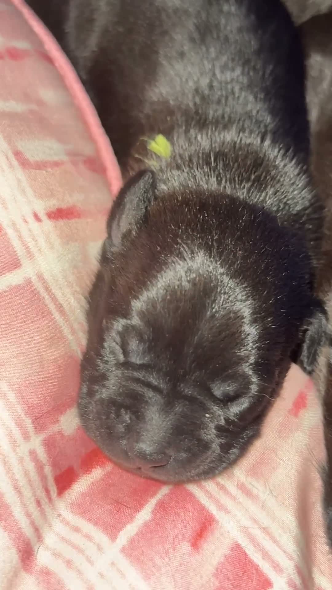 Mixed Breed dogs for sale: Mixed Breed 7 - Video 1